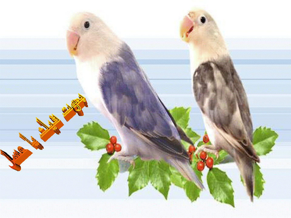 Click to view the Image
